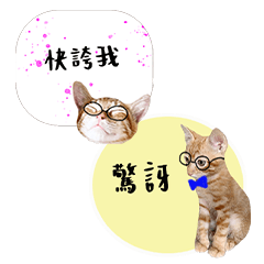Chinese Office Orange Cat-13-430