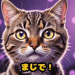 Expressive Cat Reactions