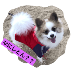 hibi hibi