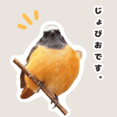 Daurian Redstart