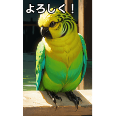 Budgerigar Collection