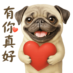 巴哥狗的生活日常