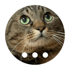 ねこじま まめたろう - LINE スタンプ | LINE STORE