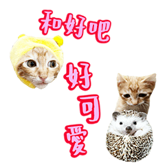 Orange Cat and Hedgehog Life Diary-2-432