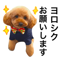 toypoodle CHIKUWA~Daily life's ver.
