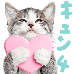 มีมแมวตัวจริง / ลูกแมว Kawaii