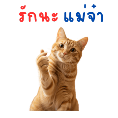 My mother's orange cat