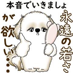Shih tzu 2025 (Sometimes I'll be honest)