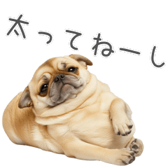 An overweight Inu