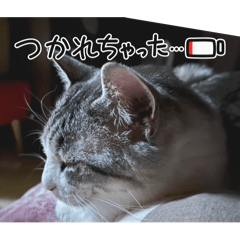 猫ねこネコねこ