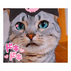 Many useful stickers of moving cats!