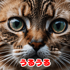 Cute Cat Moods for Everyday Use