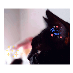 bkcat kurohane doumei_20250623175750