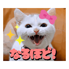 Message stickers from cats with smile!