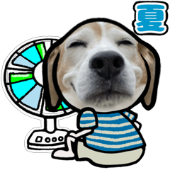 動くビーグル犬(夏２)