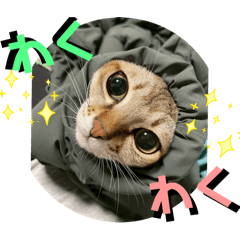 Kinaco_20250623160953