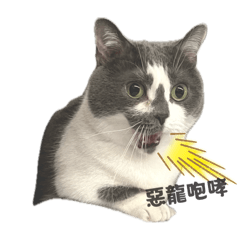BongBongCat