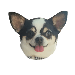 Milk Cow Chihuahua 2
