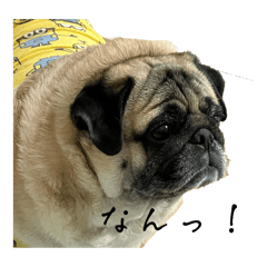 パグ大変