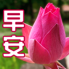 Elders stickers-greeting-flower