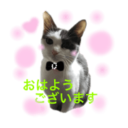 purimo-healing *cat