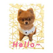 a ma dog
