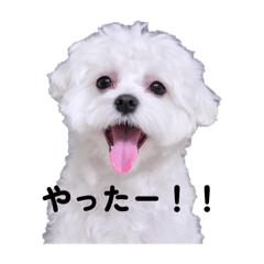 まるまるまるまるまるちーず