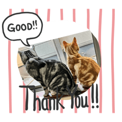 アメショのうみ