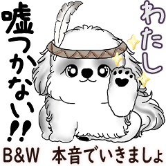 B&W Shih tzu  (Sometimes I'll be honest)