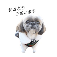 shihtzu.Murin