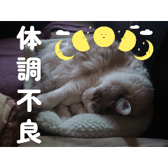 honobono_20250624113722