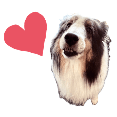 シェルティーのマールくん