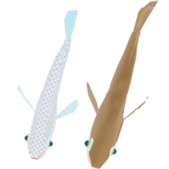 Electrical medaka 11 summer