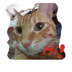 Jennifer貓貓狗狗