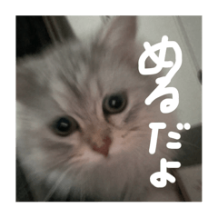 MERU exclusive stamp