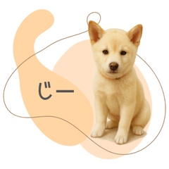 Shiba Talks Back: Real Dog Reactions