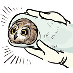 野生動物照養日常