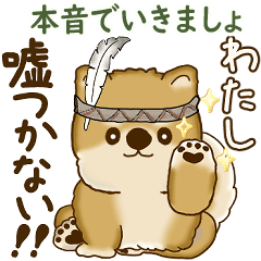 Shiba-inu (Sometimes I'll be honest)
