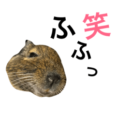 Moca the Degu