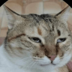 The daily life of Wangfu Cat.000005