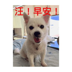 我是娃娃狗