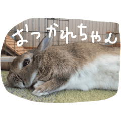 Rabbit Lavie2