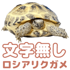 Russian Tortoise!!!!Very very cute