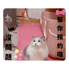 超級可愛貓咪軍團們