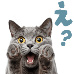 ยันโตโมะ! เคลื่อนไหว! มีมแมวจริง