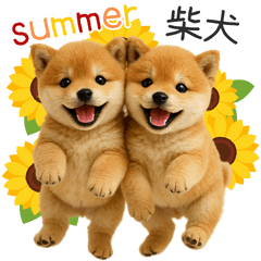 毎日使える！夏の柴犬