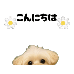 ポメプーひまわり