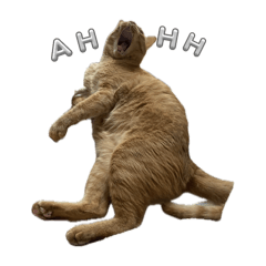 The Orange Cat Omelette