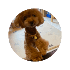 困困動圖
