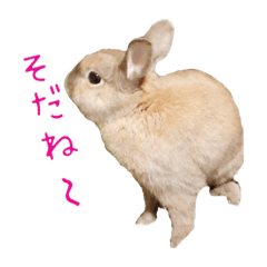 ugly but cute rabbit